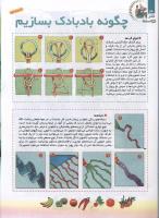 مجله کودک 91 صفحه 24