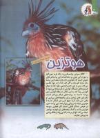 مجله کودک 114 صفحه 14