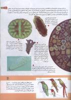 مجله کودک 157 صفحه 37