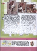 مجله کودک 158 صفحه 11