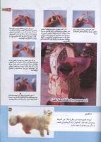 مجله کودک 160 صفحه 35