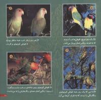 مجله خردسال 25 صفحه 21