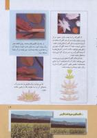 مجله کودک 263 صفحه 19