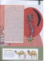مجله کودک 285 صفحه 12