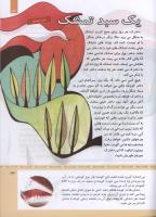 مجله کودک 318 صفحه 33