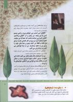 مجله کودک 321 صفحه 7