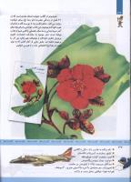 مجله کودک 332 صفحه 32