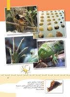 مجله کودک 347 صفحه 13
