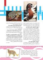 مجله کودک 438 صفحه 13