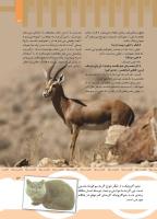مجله کودک 439 صفحه 13