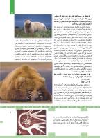 مجله کودک 445 صفحه 11