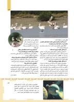 مجله کودک 466 صفحه 13