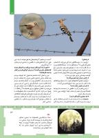 مجله کودک 467 صفحه 13