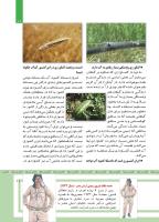 مجله کودک 481 صفحه 11