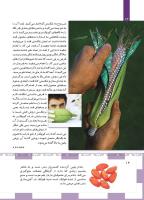 مجله کودک 490 صفحه 14