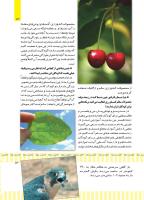 مجله کودک 498 صفحه 13