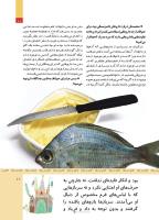 مجله کودک 507 صفحه 11