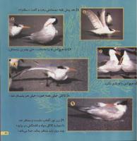 مجله خردسال 40 صفحه 21