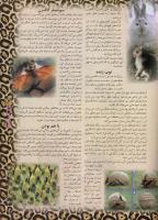 مجله نوجوان 43 صفحه 13
