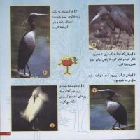 مجله خردسال 49 صفحه 21