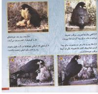 مجله خردسال 51 صفحه 21