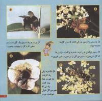 مجله خردسال 54 صفحه 21