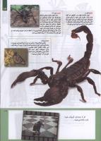 مجله کودک 215 صفحه 17