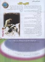 مجله نوجوان 78 صفحه 31