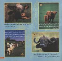 مجله خردسال 59 صفحه 21