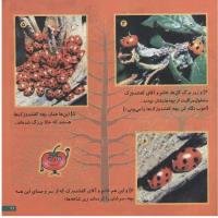 مجله خردسال 62 صفحه 21