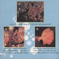 مجله خردسال 72 صفحه 21