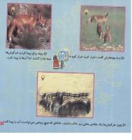 مجله خردسال 79 صفحه 21