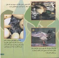مجله خردسال 101 صفحه 21