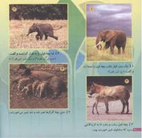 مجله خردسال 141 صفحه 20