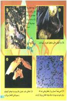 مجله خردسال 150 صفحه 21