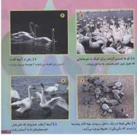 مجله خردسال 151 صفحه 21