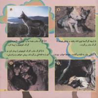 مجله خردسال 176 صفحه 21