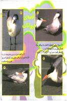 مجله خردسال 183 صفحه 20