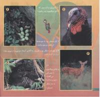 مجله خردسال 191 صفحه 20
