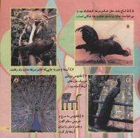 مجله خردسال 196 صفحه 21