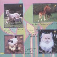 مجله خردسال 198 صفحه 21