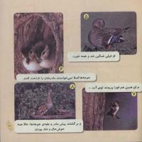 مجله خردسال 245 صفحه 21