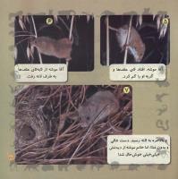 مجله خردسال 247 صفحه 21