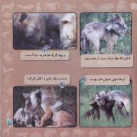 مجله خردسال 258 صفحه 21
