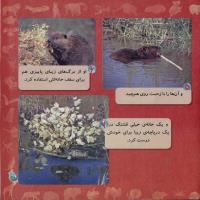 مجله خردسال 260 صفحه 21