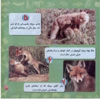 مجله خردسال 261 صفحه 21