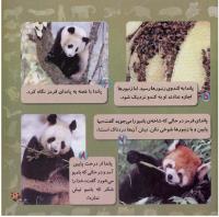 مجله خردسال 263 صفحه 21