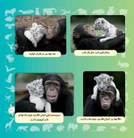 مجله خردسال 322 صفحه 21