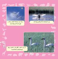مجله خردسال 334 صفحه 21