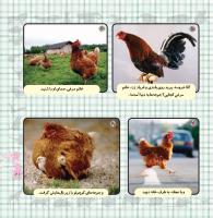 مجله خردسال 339 صفحه 21